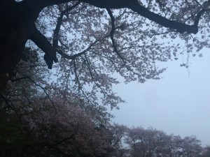 IMG_2617